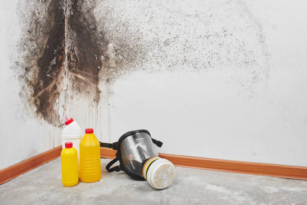 Mold Testing and Removal in Coolidge, AZ