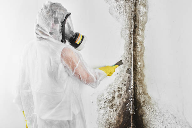 Best Crawl Space Mold Removal  in Coolidge, AZ