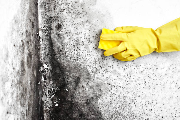 Best Residential Mold Removal  in Coolidge, AZ
