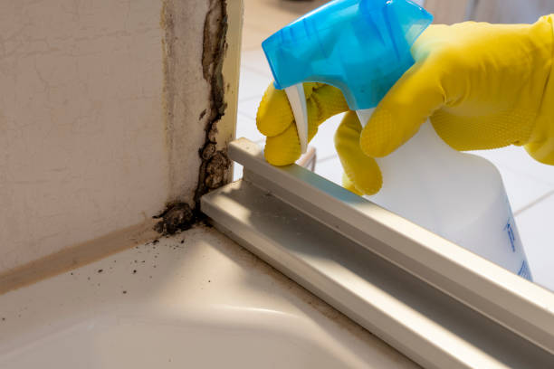 Mold Removal Process in Coolidge, AZ