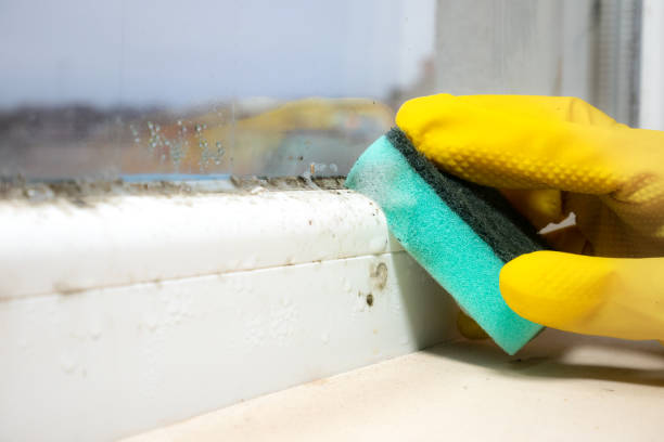 Best Commercial Mold Removal  in Coolidge, AZ