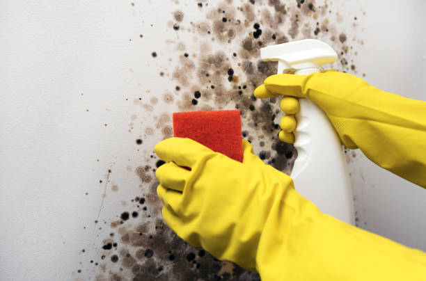 Best Mold Testing and Removal  in Coolidge, AZ