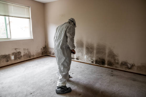 Best Residential Mold Removal  in Coolidge, AZ