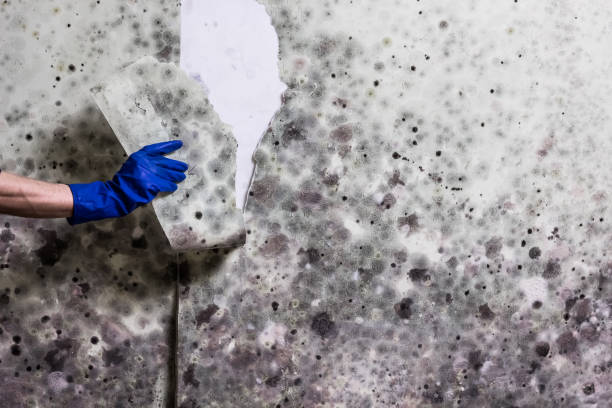 Best Fast Mold Removal  in Coolidge, AZ