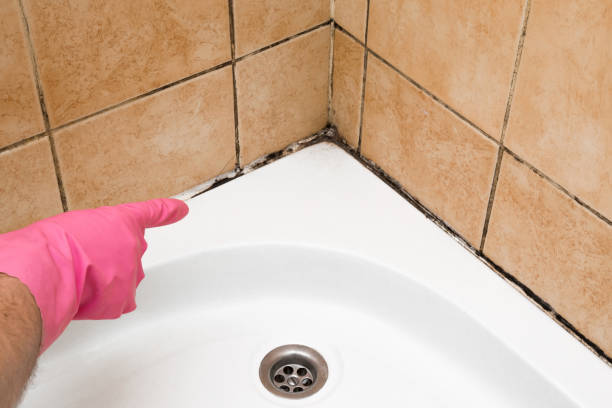  Coolidge, AZ Mold Removal Pros